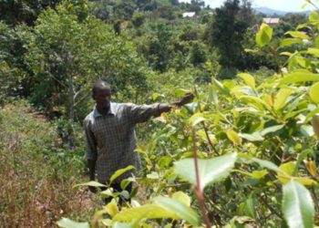 Advocates call for total ban on cannabis, khat