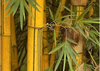 Chinese experts to grow bamboo in Uganda
